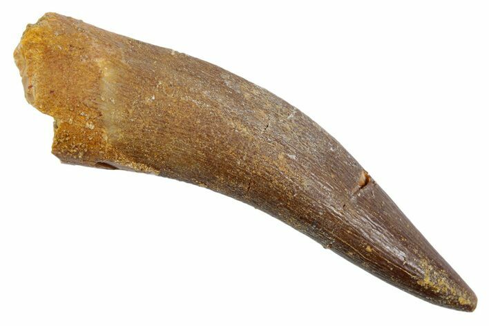 Fossil Plesiosaur (Zarafasaura) Tooth - Morocco #370495